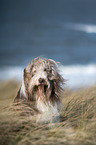 Bearded Collie Portrait