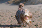 walking Bearded Collie