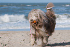 playing Bearded Collie