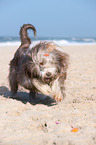 running Bearded Collie