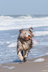 playing Bearded Collie