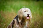 Bearded Collie in the high grass