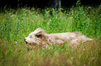 Bearded Collie in the high grass