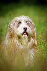 Bearded Collie in the high grass