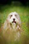 Bearded Collie in the high grass