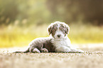 Bearded Collie Puppy