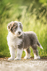 Bearded Collie Puppy