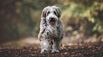 walking Bearded Collie