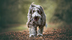 walking Bearded Collie