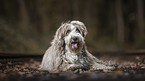 lying Bearded Collie