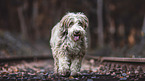 standing Bearded Collie