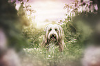 Bearded Collie portrait