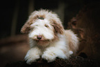 Bearded Collie Puppy