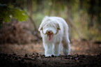 young Bearded Collie
