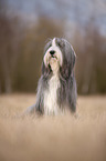 sitting Bearded Collie