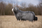 standing Bearded Collie