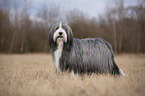 standing Bearded Collie