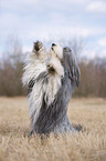 Bearded Collie sits and beg