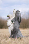 Bearded Collie sits and beg