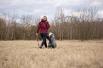 Woman walking with Bearded Collie