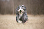 running Bearded Collie