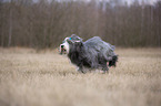 running Bearded Collie