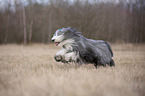 running Bearded Collie