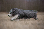 running Bearded Collie