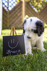 Bearded Collie Puppy