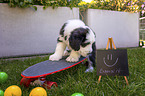 Bearded Collie Puppy