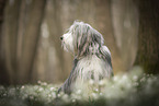 Bearded collie in spring