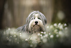 Bearded collie in spring