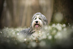 Bearded collie in spring