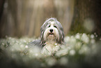 Bearded collie in spring