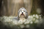 Bearded collie in spring