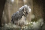 Bearded collie in spring