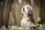 Bearded collie in spring