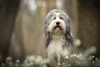 Bearded collie in spring