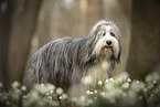 Bearded collie in spring