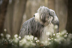 Bearded collie in spring