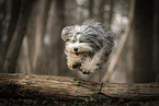 Bearded Collie