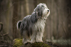 Bearded Collie