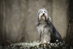 Bearded collie in spring