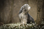 Bearded collie in spring