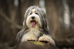 Bearded Collie