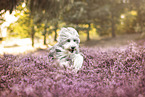 Bearded Collie in summer