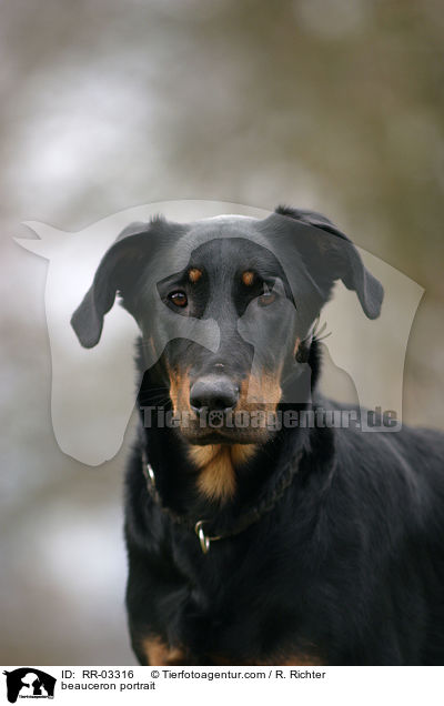 Beauceron im Portrait / beauceron portrait / RR-03316