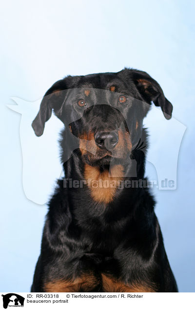 Beauceron im Portrait / beauceron portrait / RR-03318