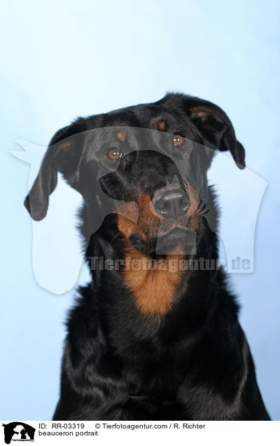 Beauceron im Portrait / beauceron portrait / RR-03319