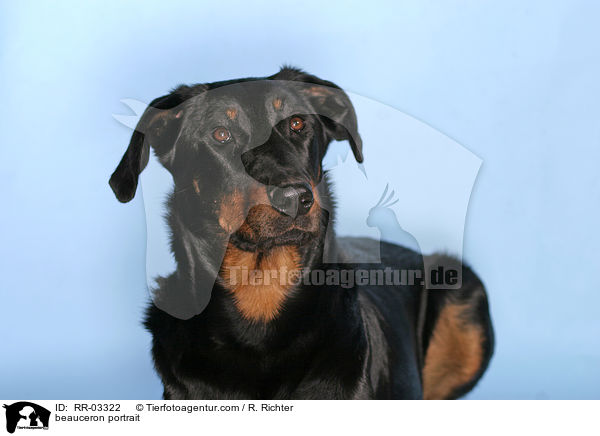 beauceron portrait / RR-03322